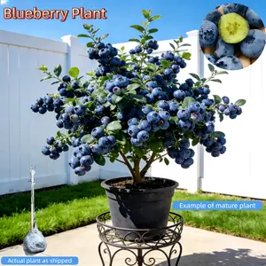 Blueberry Plants – 2-3 Yr Old – Bare Root – Healthy Roots – Self-Pollinating – Low Maintenance – for Pots or Ground – Beginners & Home Growing