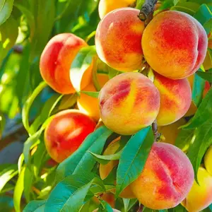 Dwarf Peach Tree - Live Plant for Pots & Small Gardens | Sweet, Juicy Fruit, Easy to Grow | USA-Grown, Perfect for Backyard or Patio