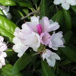 Yaku Princess Rhododendron