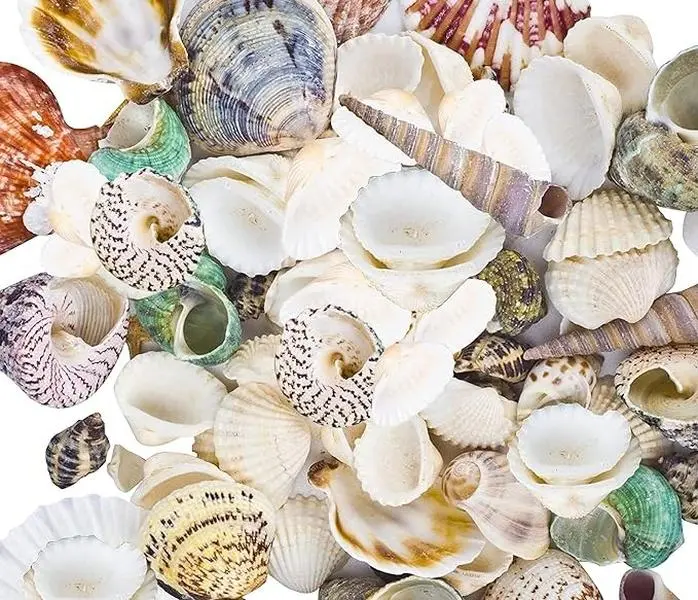 80~85pcs Sea Shells Mixed Beach Seashells for Beach Theme Party Wedding Decorations DIY Crafts Candle Making Fish Tank Vase Fillers Home Decorations Supplies