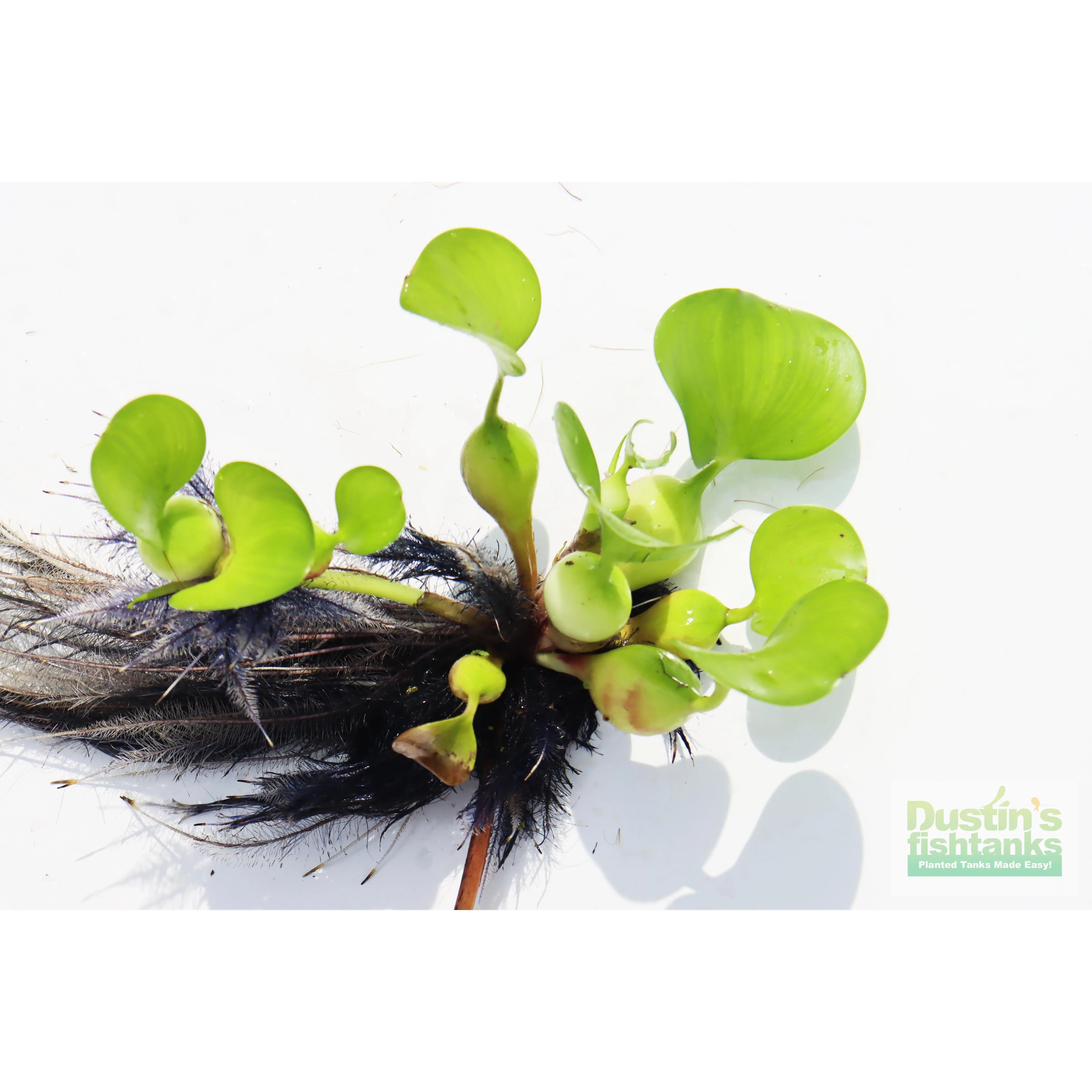 Water Hyacinth Water Hyacinth