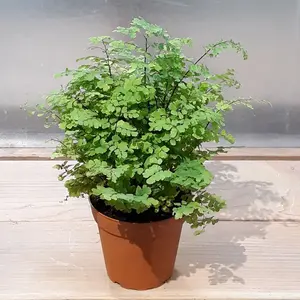 4" Maidenhair Fern – Indoor Live Plant, Soft & Feathery Fronds, Humidity-Loving Whimsical Fern, Air Purifying, Beginner Friendly, Pet Friendly, Bright Light home decoration