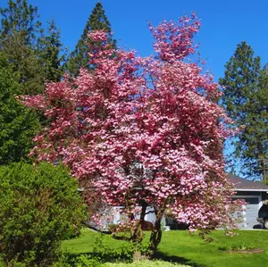 Pink Dogwood Tree – Live Plant – 10-18" Tall In Quart Pot – Hardy & Low Maintenance – No Ship To AK, HI & P.R