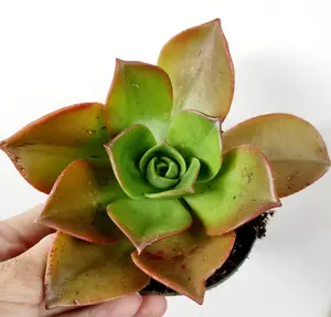Aeonium nobile