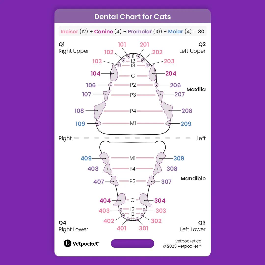 Dentistry for Cats