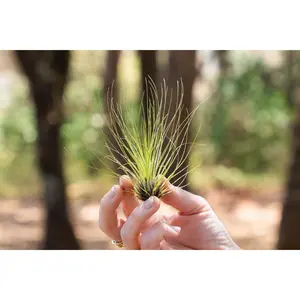 Tillandsia Filifolia Air Plants [Single Plant]