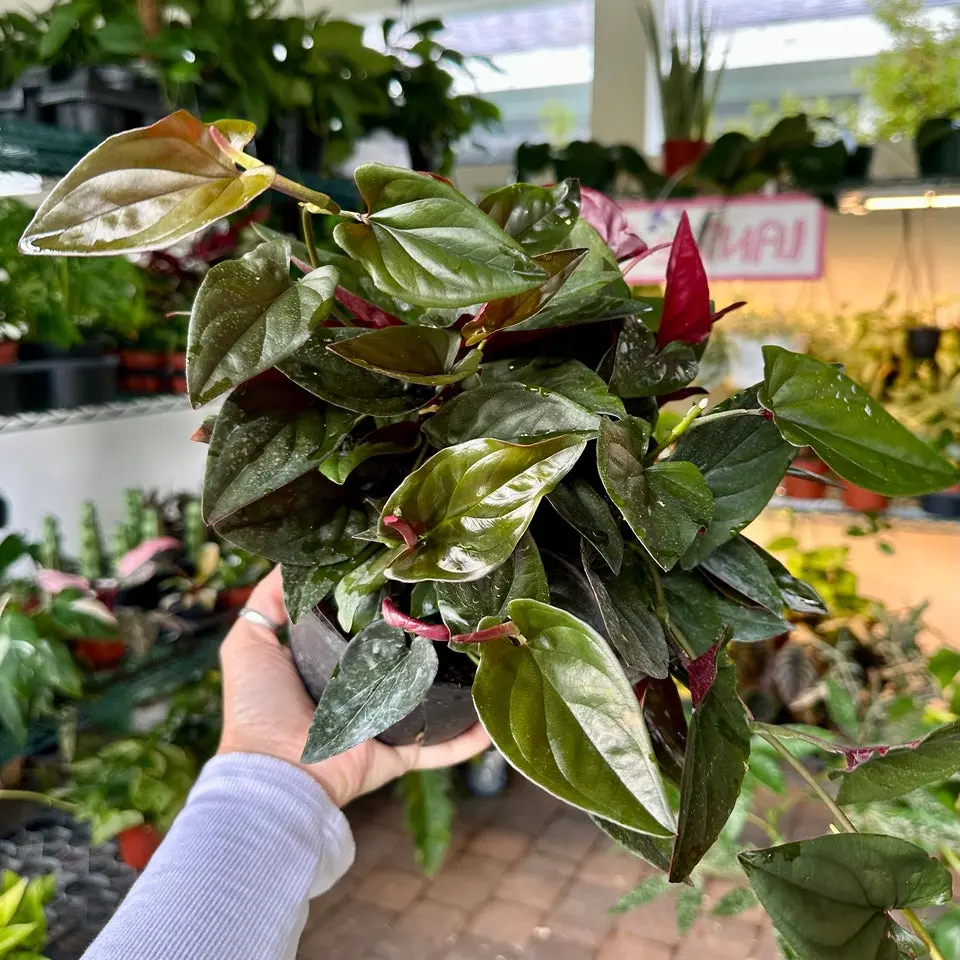 Syngonium red arrow - 6” pot