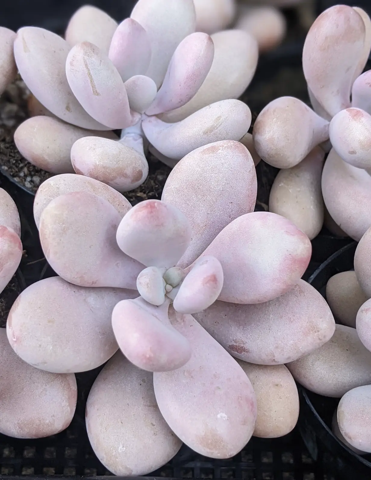 Pachyphytum Oviferum Moonstone Succulent, Pink Lavender Pebbles