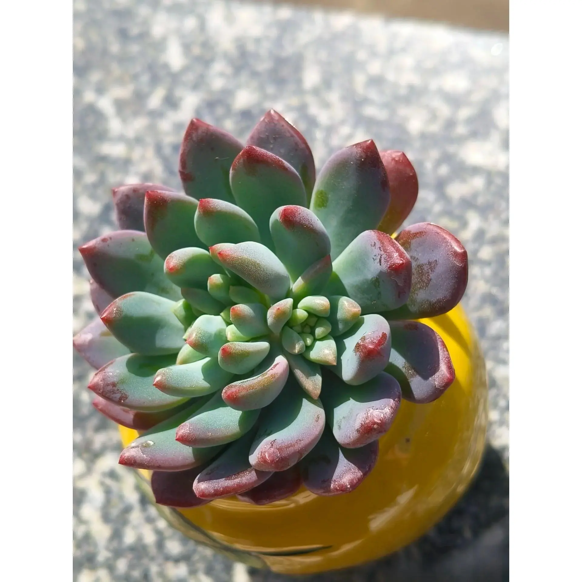 2"Live Succulent(Blue apple) 2"Live Succulent(Blue apple)