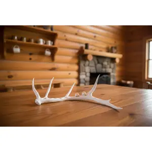 Elk Antler Ivory Display