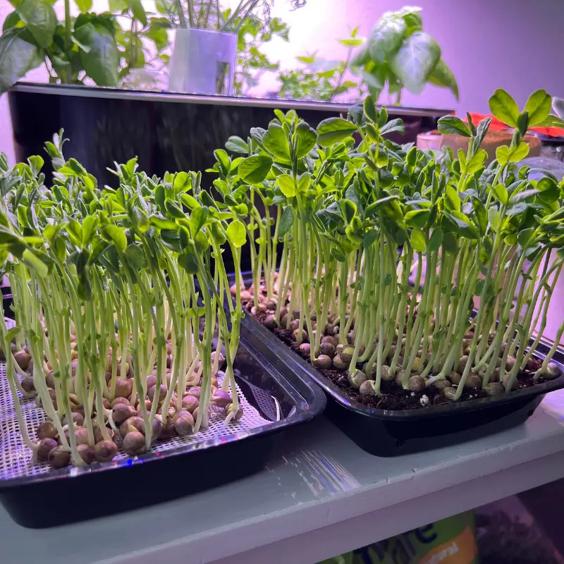 Speckled Sprouting Pea Microgreens Organic Seeds (Pisum sativum) Sweet, crunchy microgreens with attractive speckled seeds; high-yielding, fast sprouting, and perfect for fresh greens and juicing