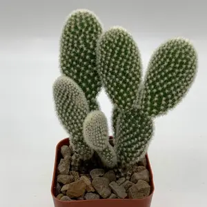 Live Bunny Ear Cactus Plant - Opuntia Microdasys Plant - Angel's Wings Cactus Plant - Polka Dot Cactus Plant - 2 Inch Pot