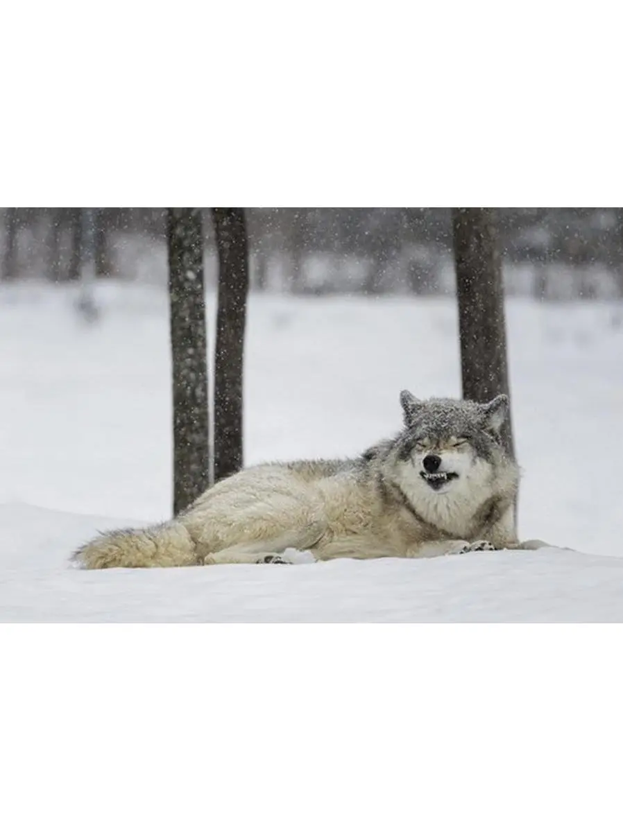 Artistic Wall Decor Grey Wolf Canis Lupus Submission Behaviour Poster Print by Dominic Marcoux - 38x24 in Large Size, Montebello Quebec Canada, Ideal Gift for Home Decor