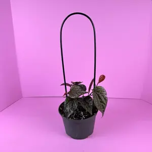 Piper Crocatum Bamboo 6” | Decorative Piper | With Hoop