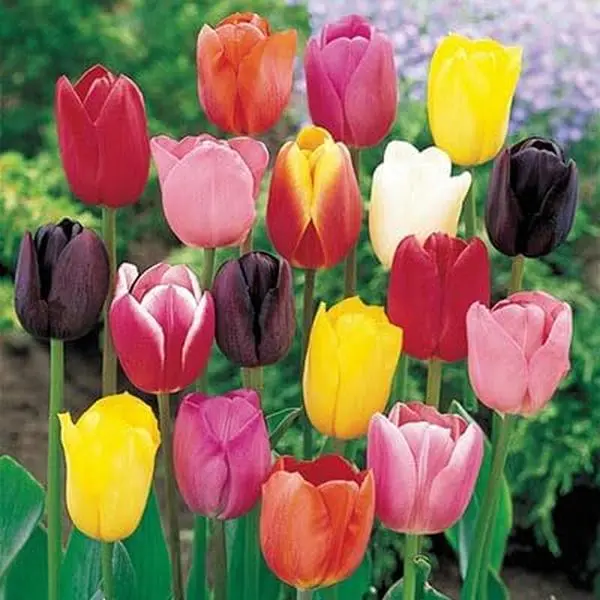 Tulip Flower Seeds Mixed Color Spring Blooming Flowers for Planting Home Garden Containers Borders and Colorful Landscape Displays