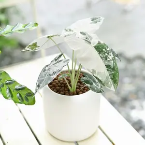 Alocasia Micholitziana 'Frydek' Variegated