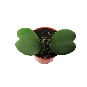 Hoya Kerrii (Non-Variegated 2+ leaves) - 4" from California Tropicals