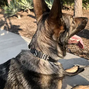 Custom Name Dog Collar - PVC Coated Nylon Webbing - Personalized Pet Name Tag - Adjustable Fit Design for Comfortable Wear - Gold & Silver Jewelry For Pets - Dog & Cat Accessory