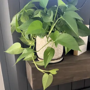 4” Pothos Plant