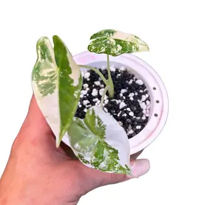 Alocasia variegated frydek