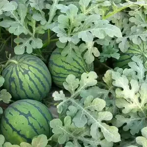 Crimson Sweet Watermelon Seeds | 50-Count, Heirloom, Non-GMO, Large Melons