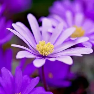 Anemone Blanda 'Pink Shades' Plant Bulbs (20 Pack) - Pink Flowering Blooms in Spring Gardens