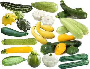 Mix 50 Zucchini and Squash Mix Seeds 12 Varieties Delicious Grown