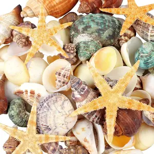 80+ Pcs  Seashells, Mixed Starfish Sea Shells for Crafts, Various Sizes  Shells Conch for Decorating, Beach Theme Party, DIY Crafts, Fish  Filling,  Decor, Wedding Decoration