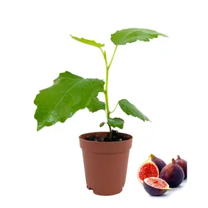 Fig Tree - Live Plant in a 2 Inch Pot - Ficus Carica - Edible Fruit Tree for The Patio and Garden