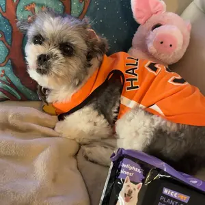 Dog&Cat Moisturizing Wipes, HICC PET Plant-Based Gentle Deodorizing Nourishes Fur Rose Scent, Biodegradable Sensitive Grooming for Family Pets - Paws