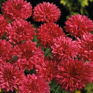 Red Tall Bachelor Button Seeds