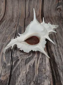 Alabaster Murex Shell with Operculum 5.5" | White Spiked Coastal Display Shell