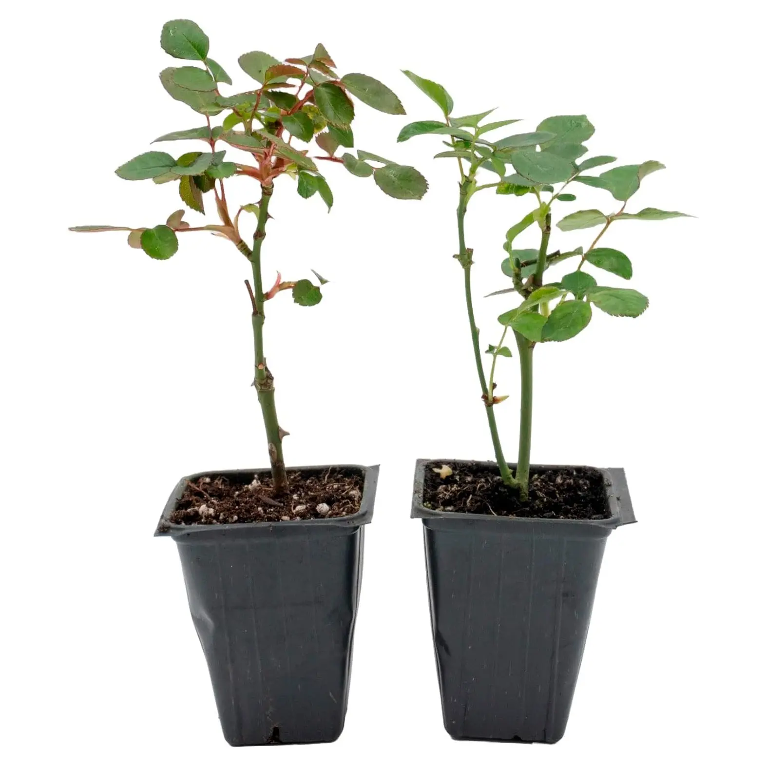 "Flower Carpet Red" Rose | Live Plant in 2.5 Inch Nursery Cube | Rosa x ‘Noare’