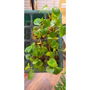 Anthurium Thai Crystal Mag x Forgetti Seedling