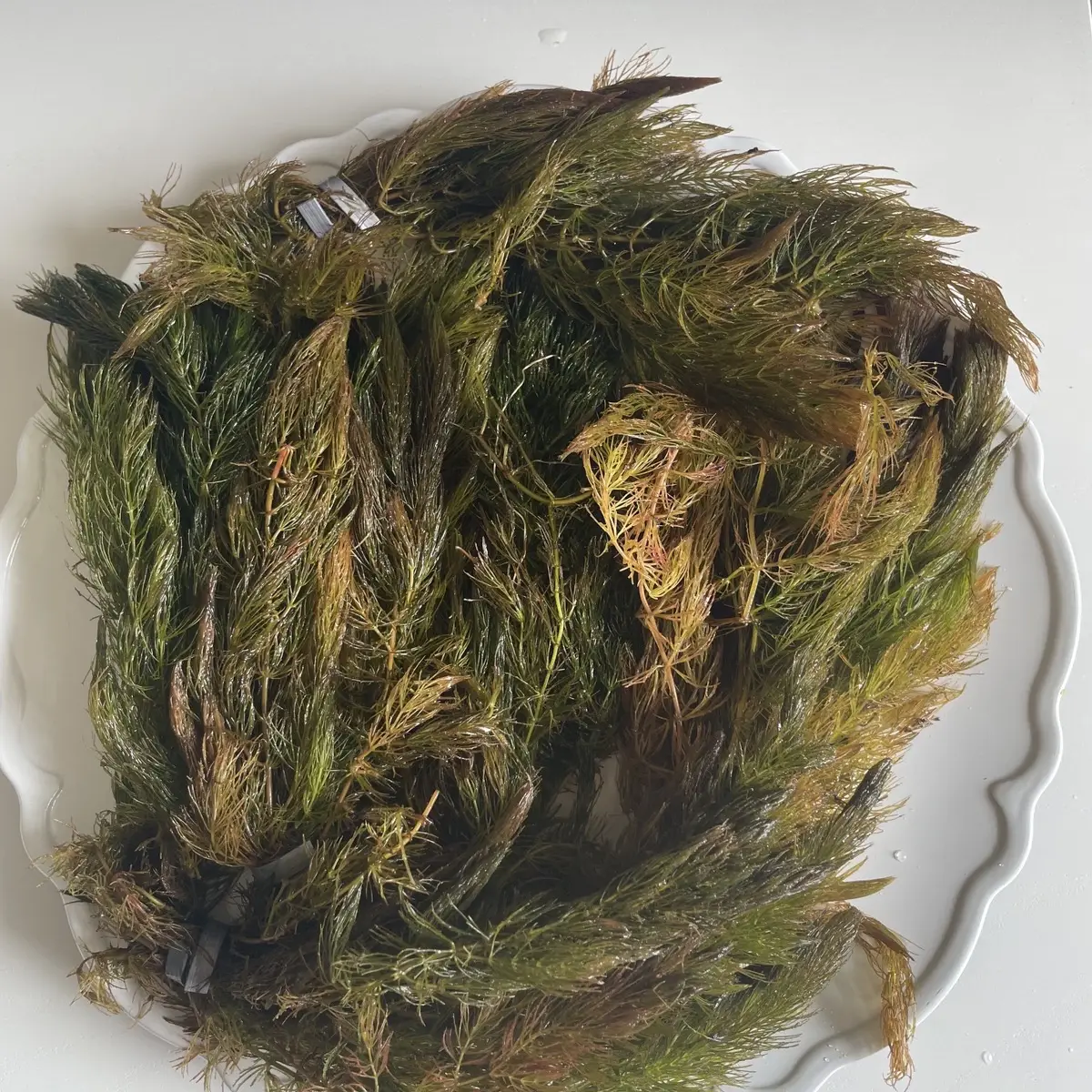 Hornwort Bunches for Goldfish Ponds, Shrimp Aquariums, and Cichlid Tanks!- Fast Growing Plant for Spawning Areas