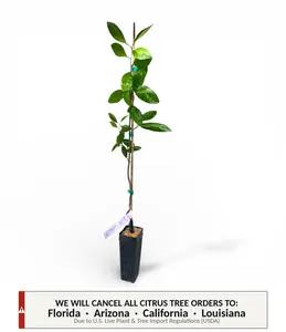 Frost Owari Satsuma Mandarin Tree | No Ship CA AZ LA FL | Sweet Seedless Mandarin, Cold Hardy & Easy Peel Citrus | Premium Indoor Outdoor Citrus Tree