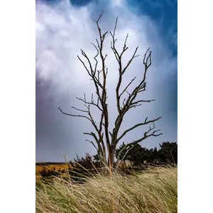 Tree of Life - 8x10 Photos, Frames Sold Separately