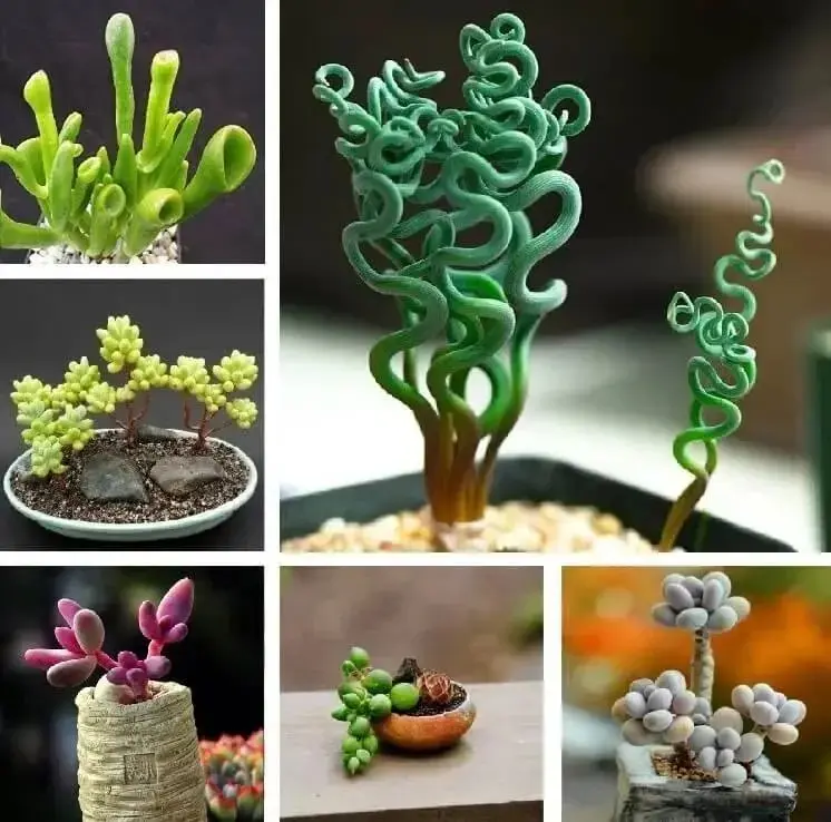200 PCS Rare Mixed Mini Succulent Bonsai Seeds, Beautiful DIY Bonsai Seeds for Home Garden, All Seasons Growth, Partial Sun Tolerant, No Special Storage Needs, Multicolor Ornamental Plant Seeds