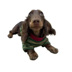 Devon Rex & Sausage Dog Clothes: Green Striped Winter Vest for Hairless Cats & Small Dogs, Comfortable Stylish Pet Wear