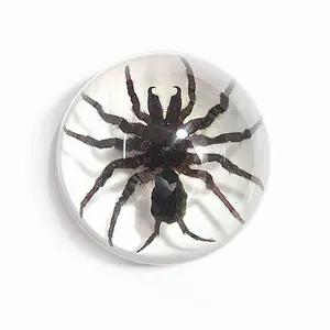 Real Tarantula Half Dome Paperweight Clear