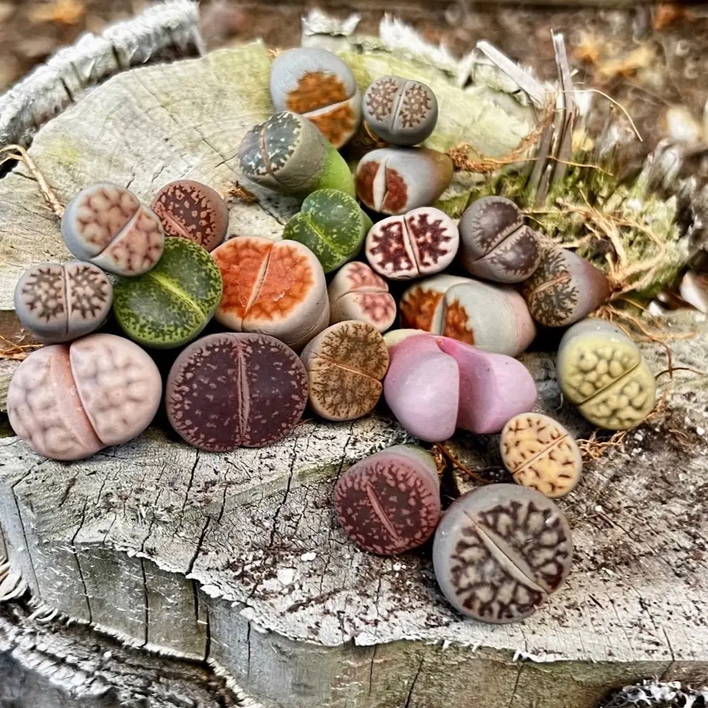 Lithops Living Stones. Random Color. 0.3" to 0.7" Size. Live Plants