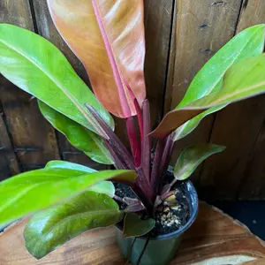 Philodendron Prince of Orange