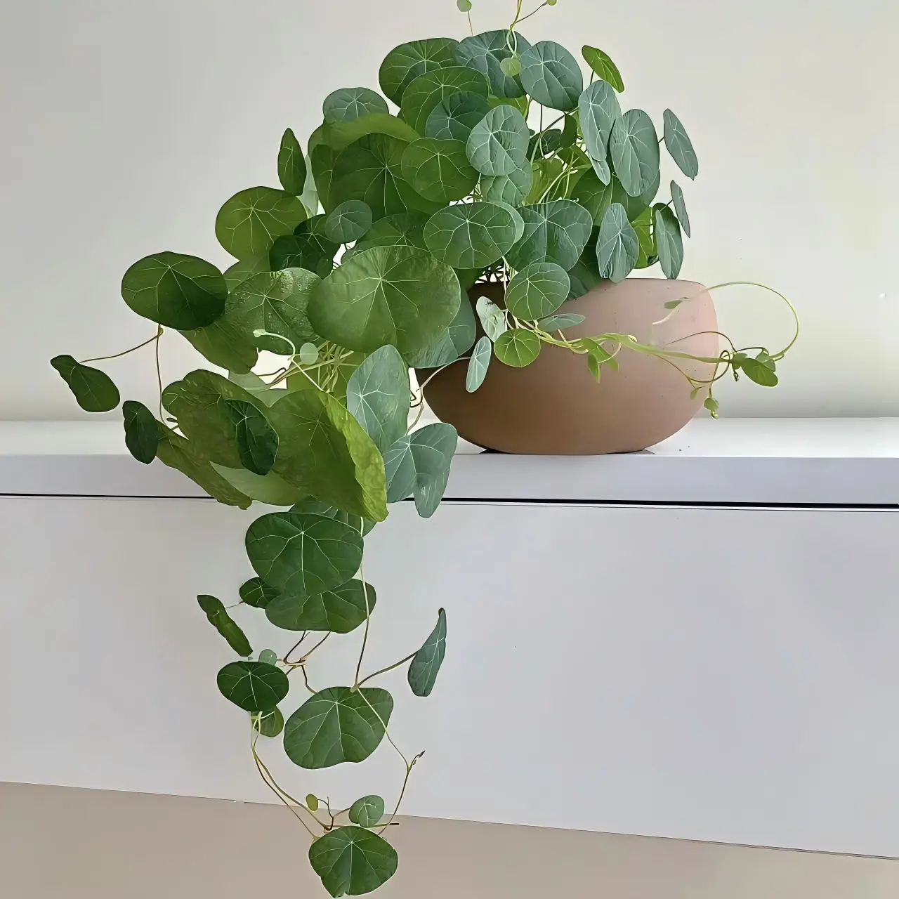 1pc Stephania Epigaea Caudex Tubers - Easy-to-Grow Climbing Vine Roots for Caudex Collectors, Indoor Bonsai & Outdoor Garden Landscaping