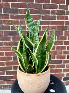 Snake Plant | Mother-In-Law's-Tongue Plant | Sansevieria Zeylanica Live plant | Laurentii Plants for Pets | Air Purifier Plant
