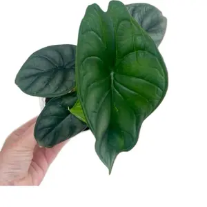 Alocasia Baginda Dragon Scale Live Houseplant Starter Plant Alocasia Indoor Home Decor