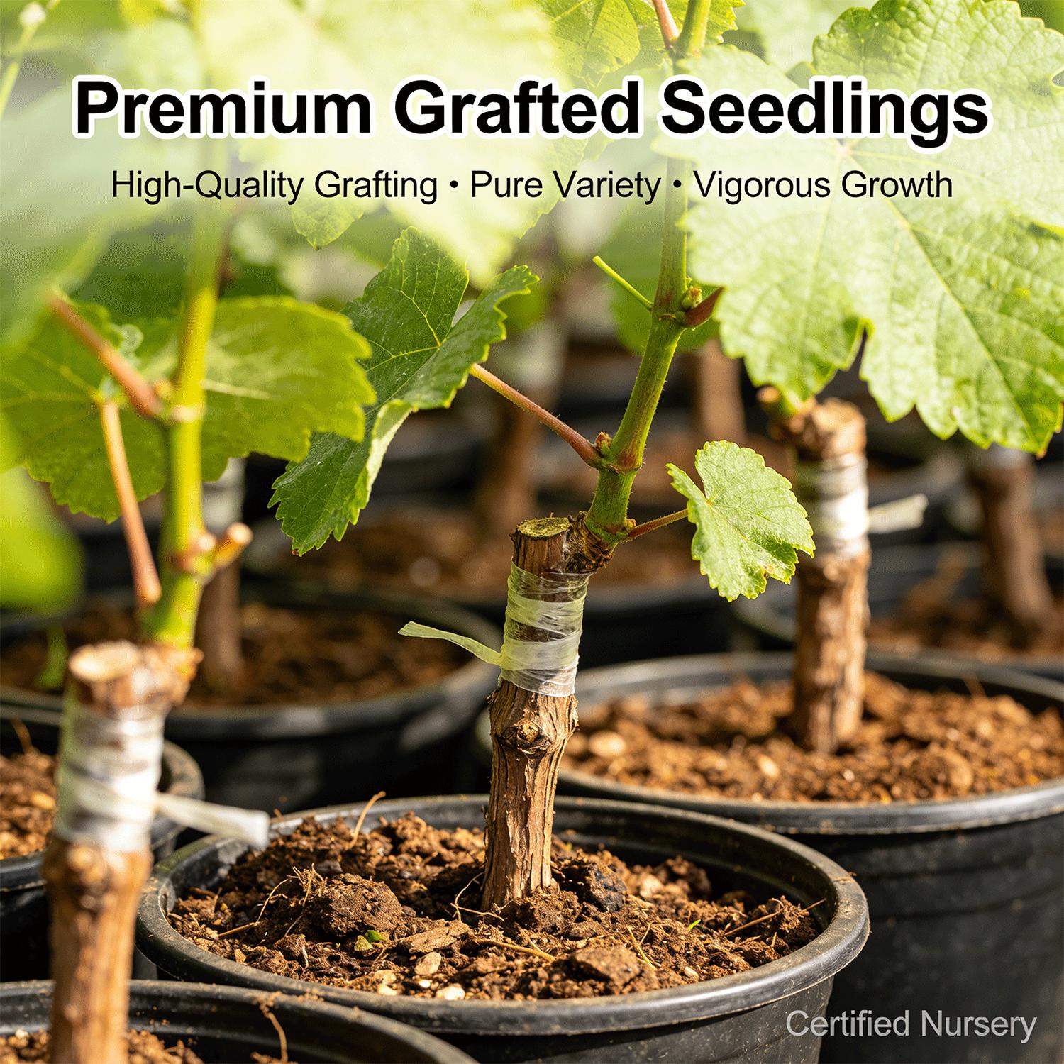 Crimson Seedless Grape Seedling – Grow Your Own Sweet Red Grapes at Home, Beginner Friendly, Suitable for Backyard Vineyard and Patio Containers