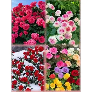 300PCS Heirloom Mixed-Color Rose Seeds – Grow Beautiful, Vibrant Roses for Your Garden – Perennial & Hardy Blooms