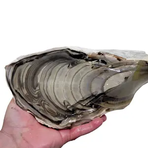 RARE Polish Flint Orbicular Rough Chunk!