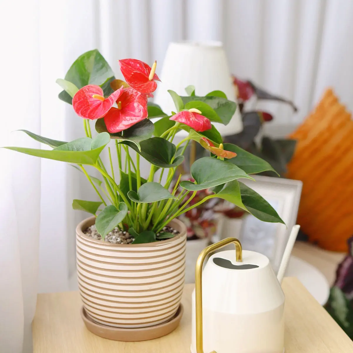 Anthurium 'Red'