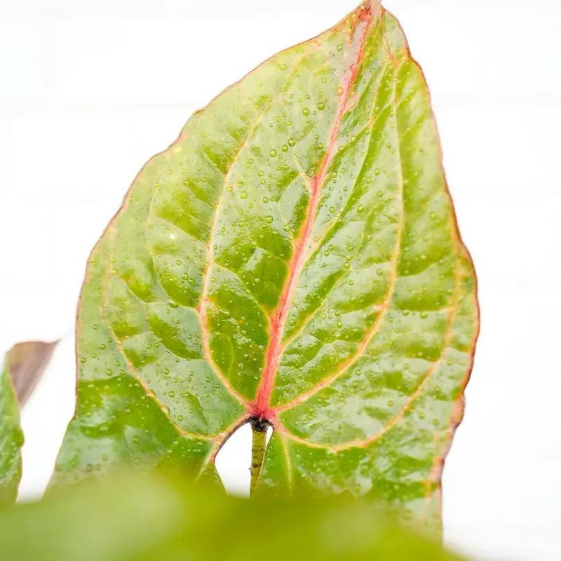 2nd Chance Plants: Healthy Plants with Minor Imperfections